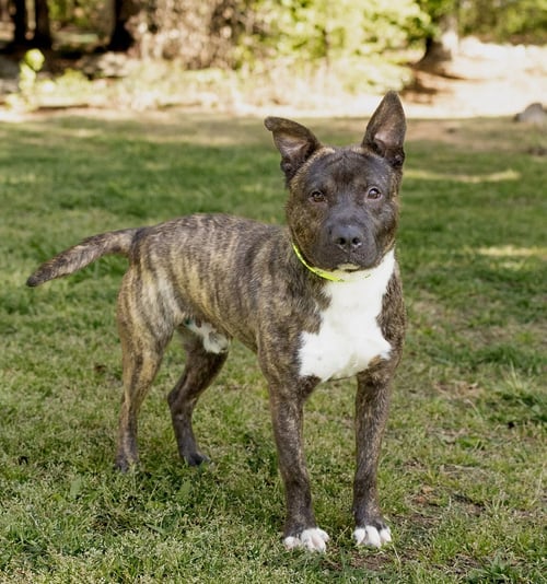 DONKEY - Unknown for adoption in Durham