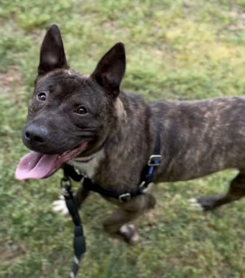 DONKEY - Unknown available for adoption