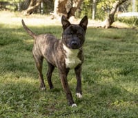 Donkey - Photo 5