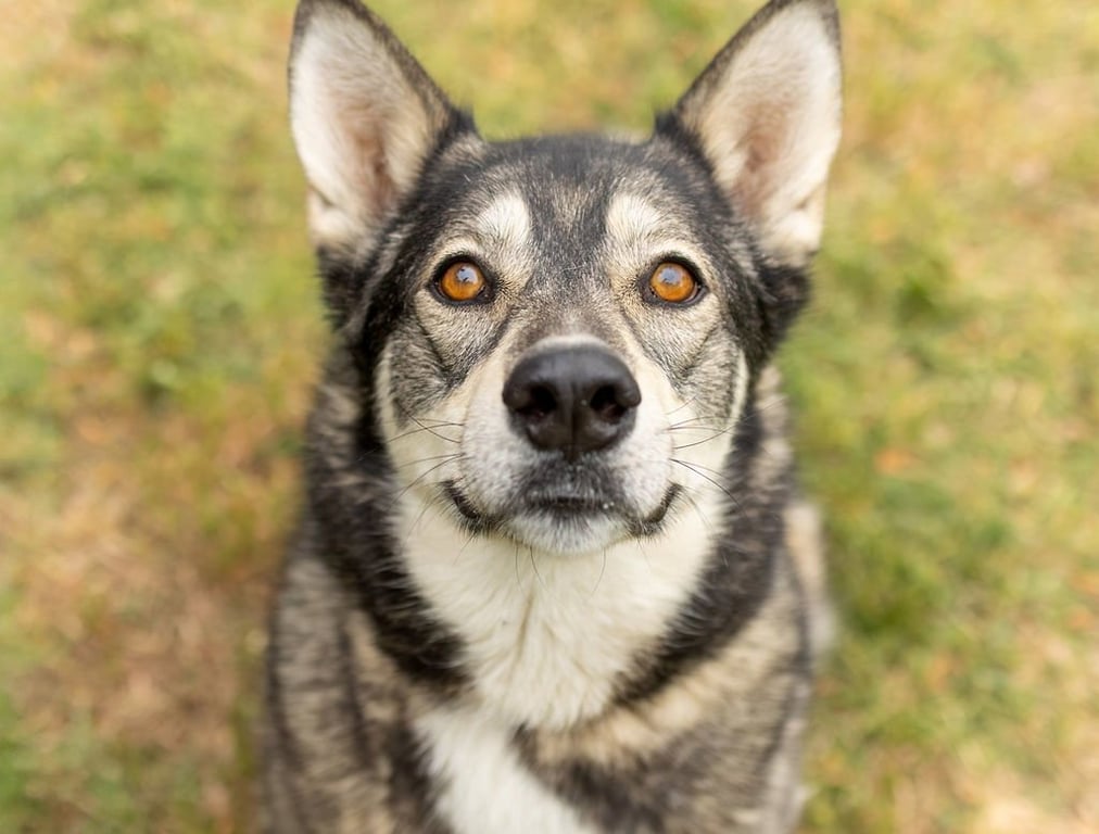 Dani Image