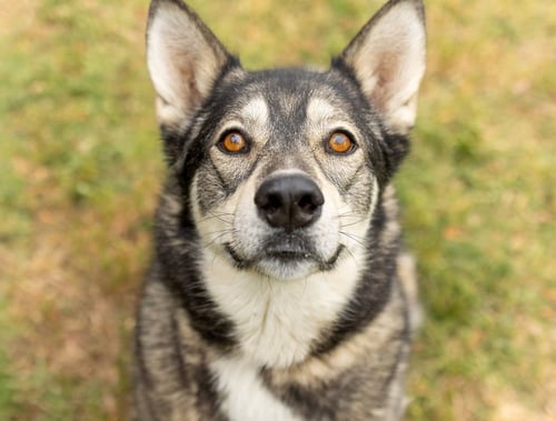 DANI - Husky available for adoption