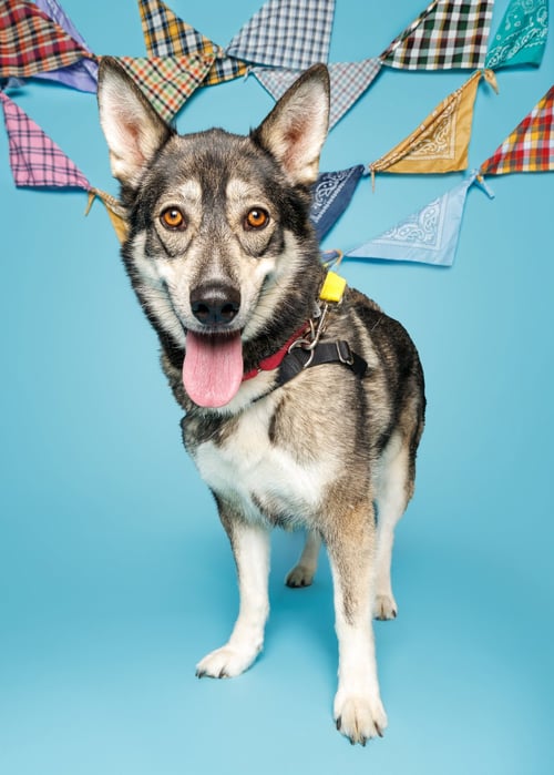DANI - Husky available for adoption