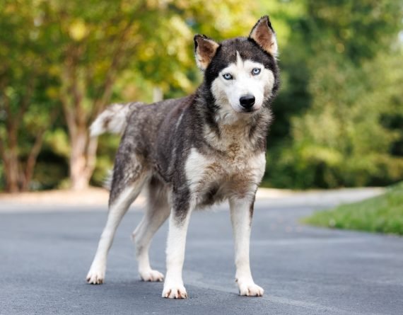 NEPTUNE - Unknown available for adoption