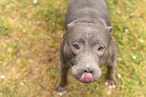 SOX - Unknown for adoption in Durham