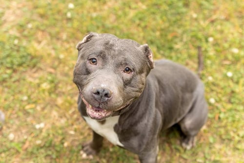 SOX - Unknown available for adoption