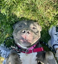 Sox - Photo 4