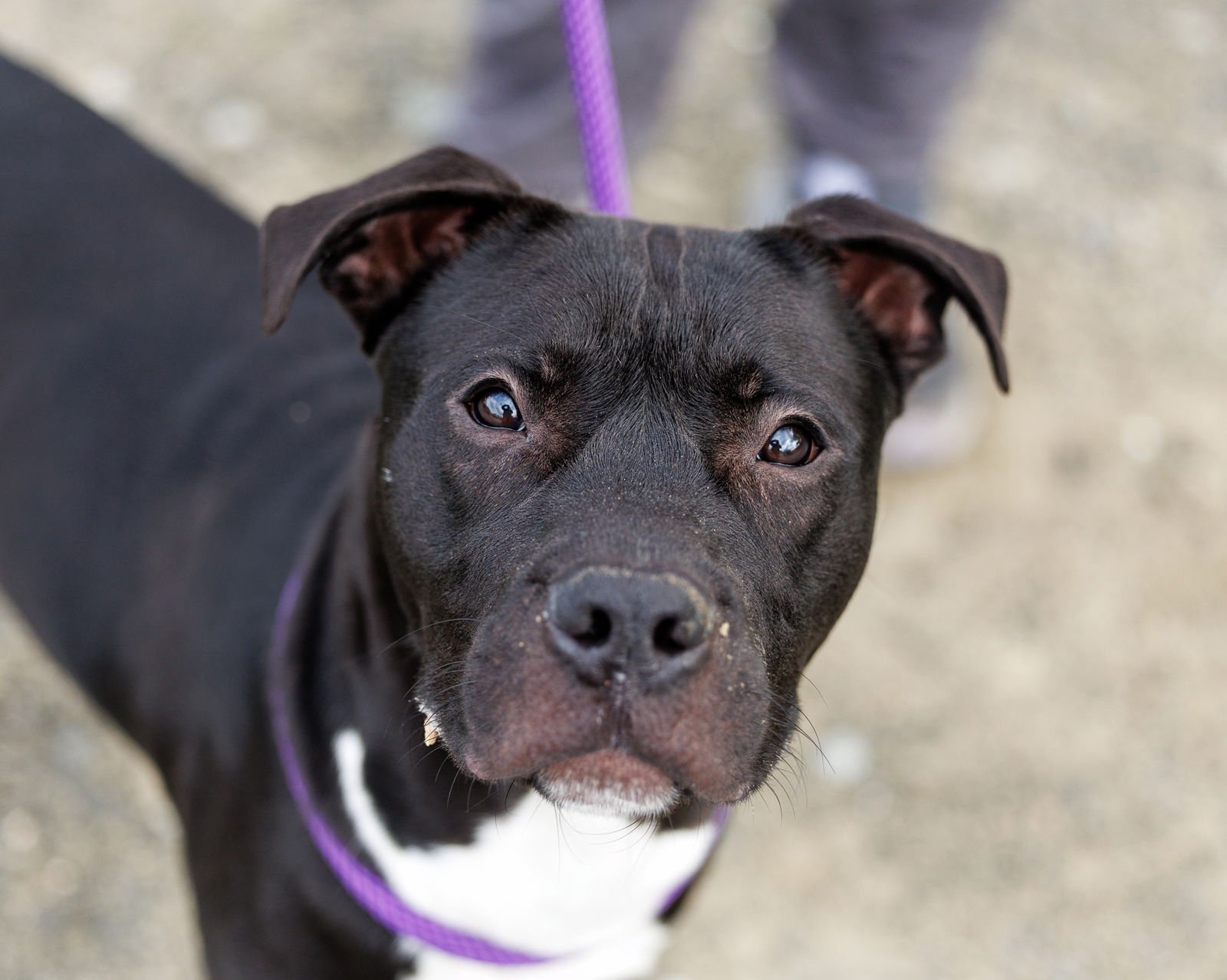 DION - Unknown available for adoption