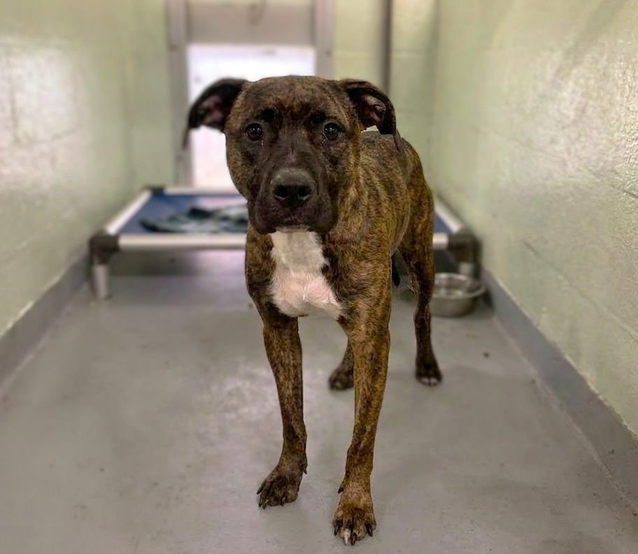 FITZY - Unknown available for adoption