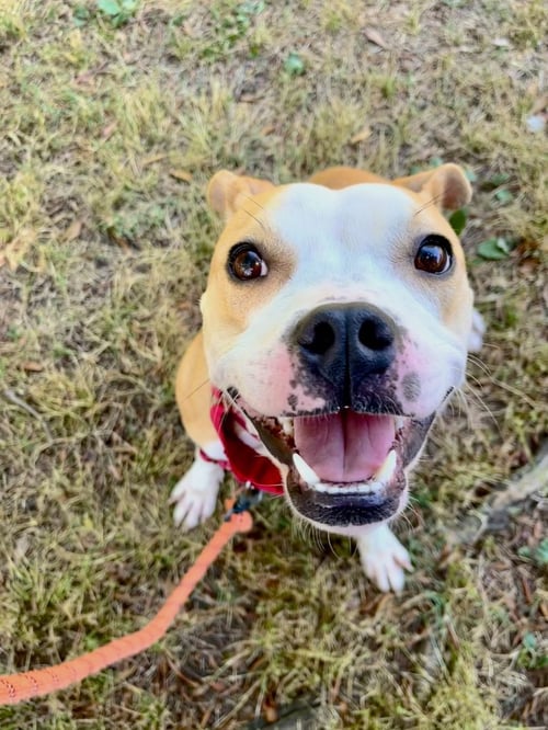 SCUBA - Unknown for adoption in Durham
