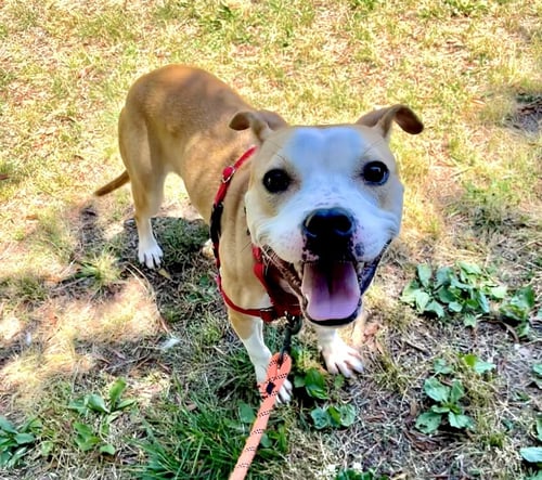 SCUBA - Unknown available for adoption