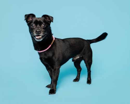 SALEM - Unknown available for adoption