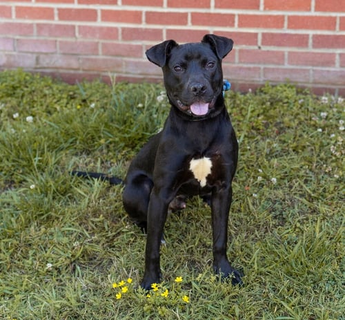 LEWIS - Unknown available for adoption