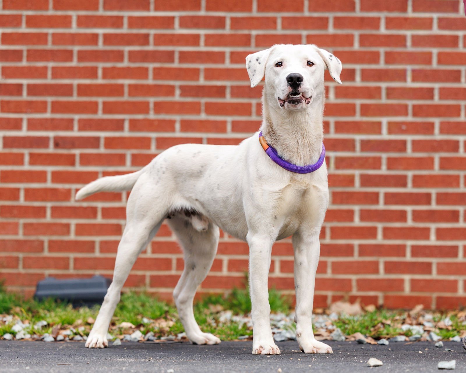 TANNER - Unknown available for adoption