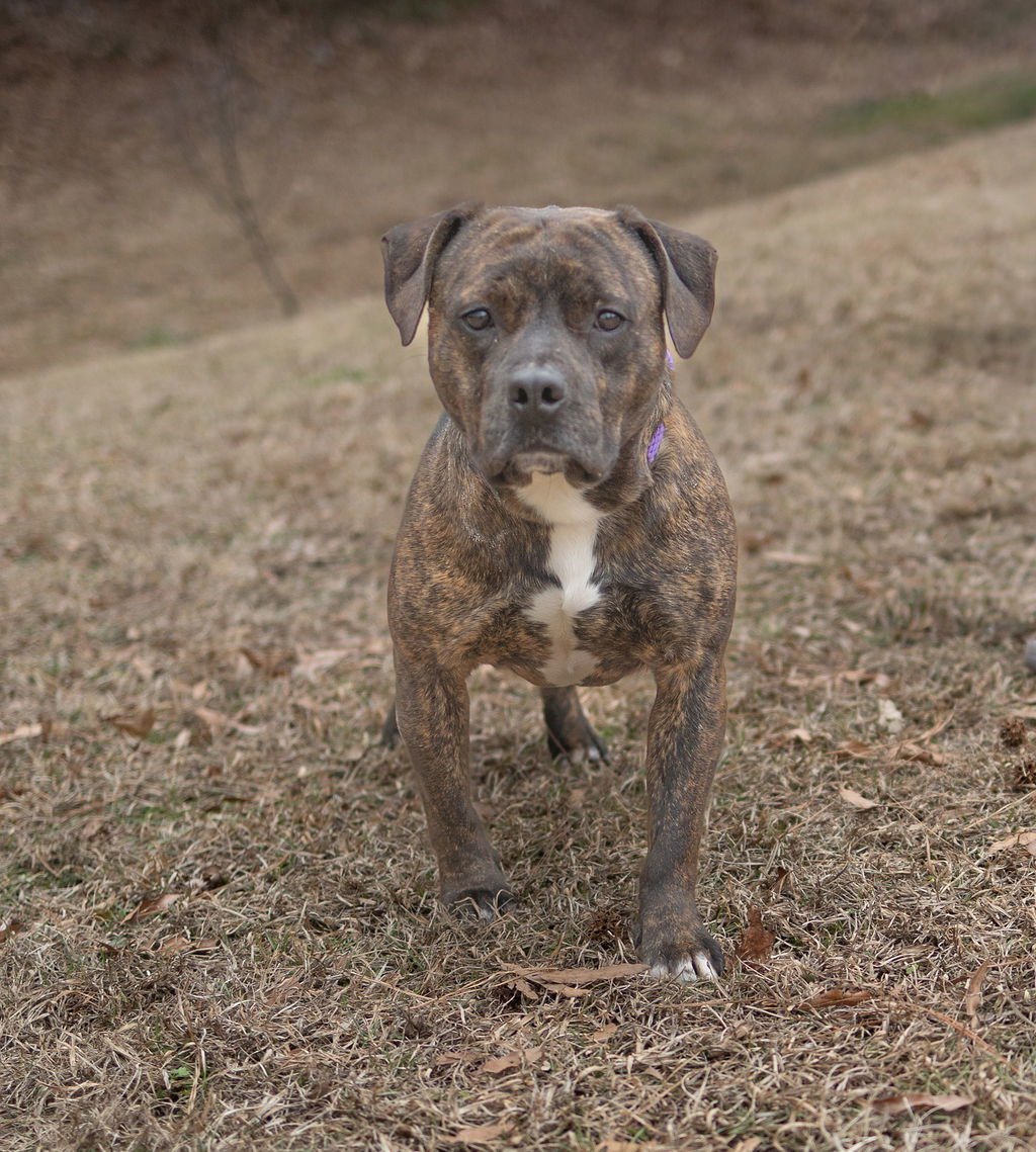 EDDIE - Unknown available for adoption