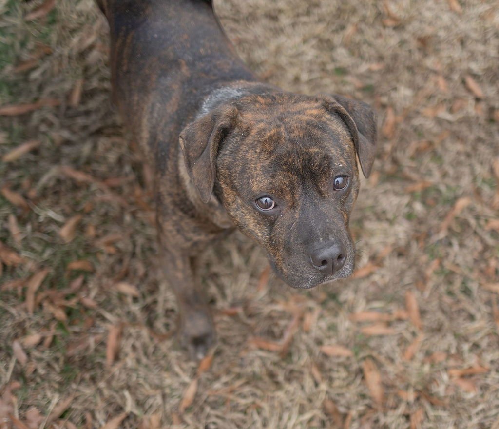 EDDIE - Unknown available for adoption