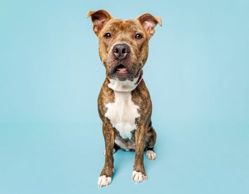 MAGGIE - Unknown available for adoption