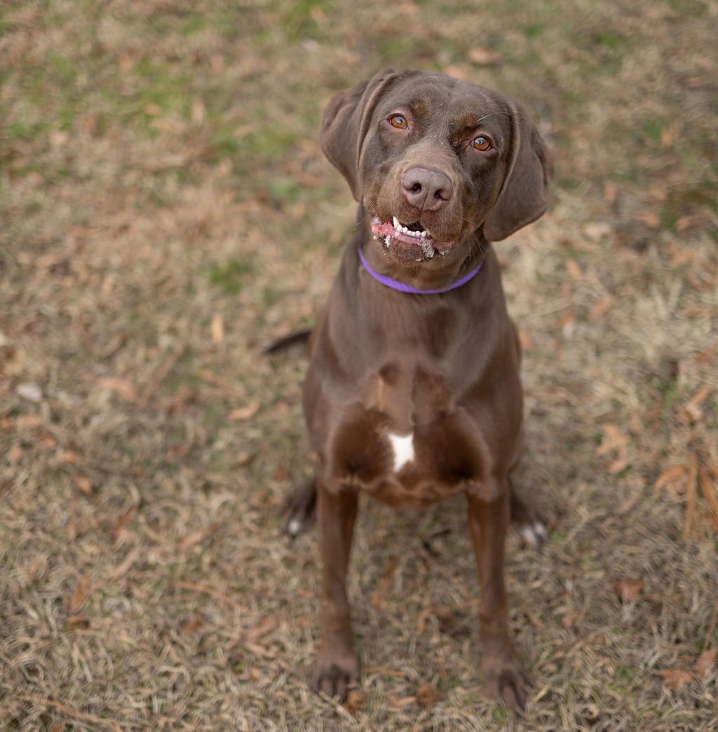 BEANS - Unknown available for adoption