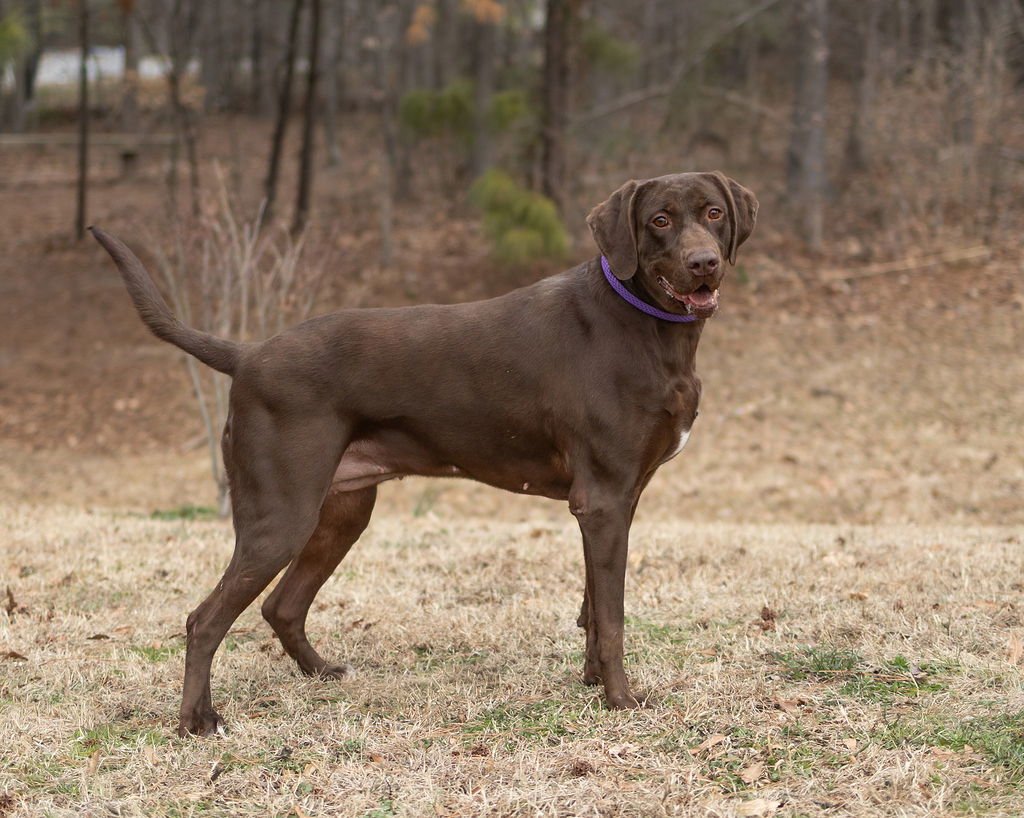 BEANS - Unknown available for adoption