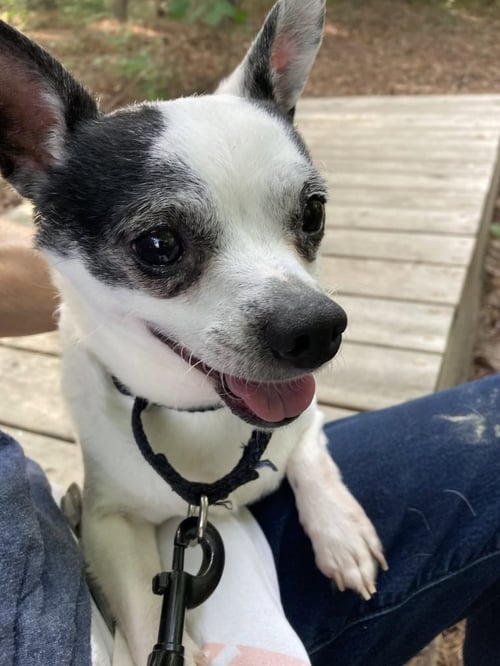 DINO - Unknown available for adoption