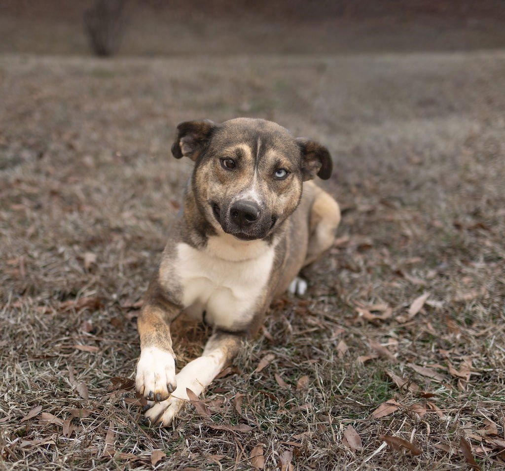 HAZEL - Unknown available for adoption