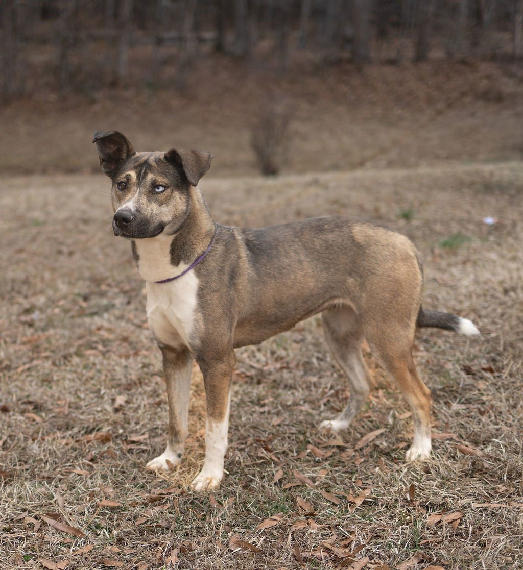 HAZEL - Unknown available for adoption