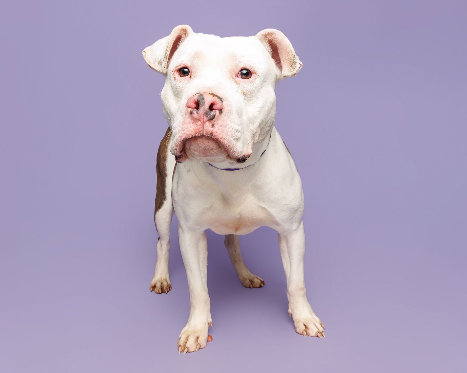 BOWEN - Unknown available for adoption