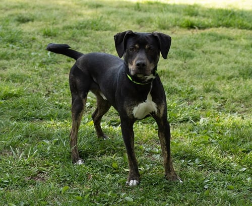 OWEN - Hound available for adoption