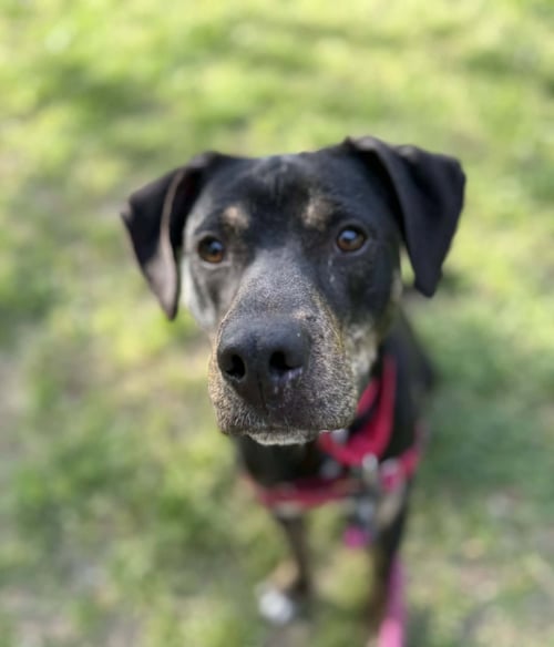 OWEN - Hound available for adoption