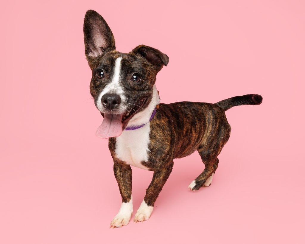 WALLFLOWER - Unknown available for adoption