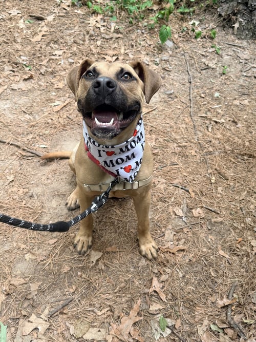 DANE - Unknown available for adoption