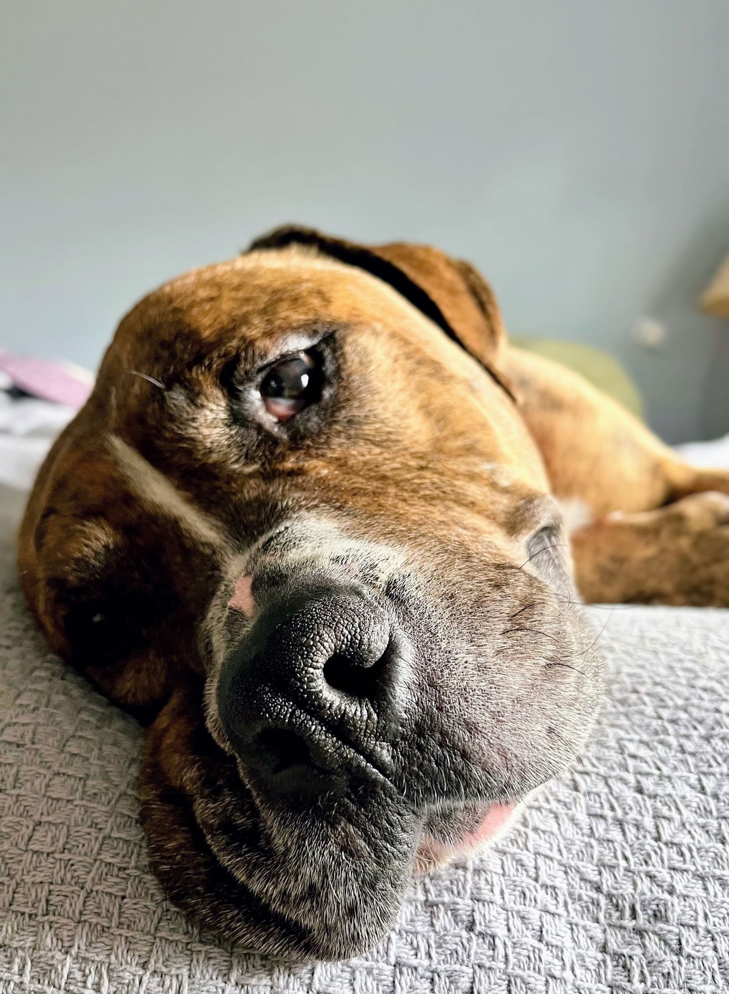 AGATHA - Unknown available for adoption