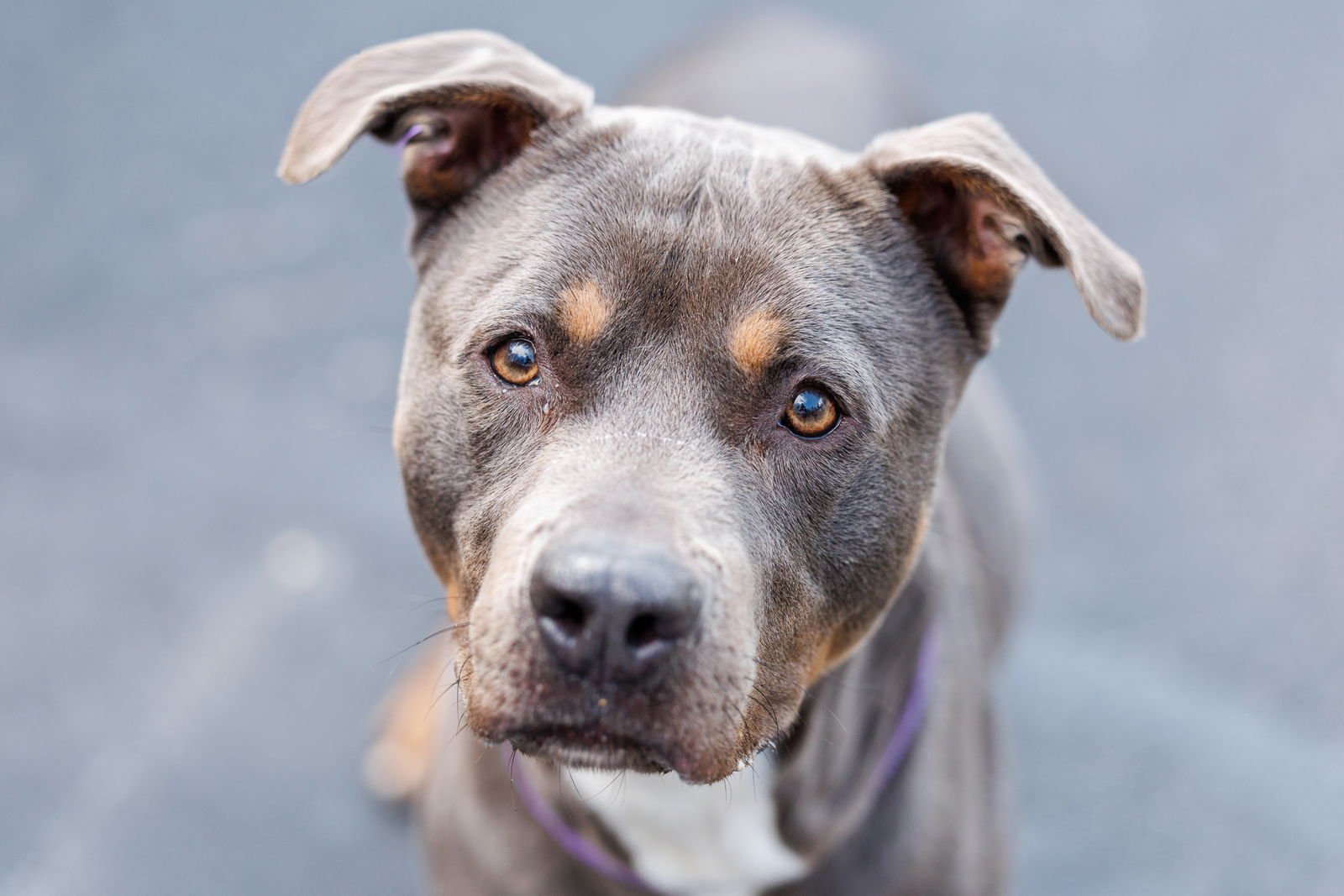 MOE - Unknown available for adoption