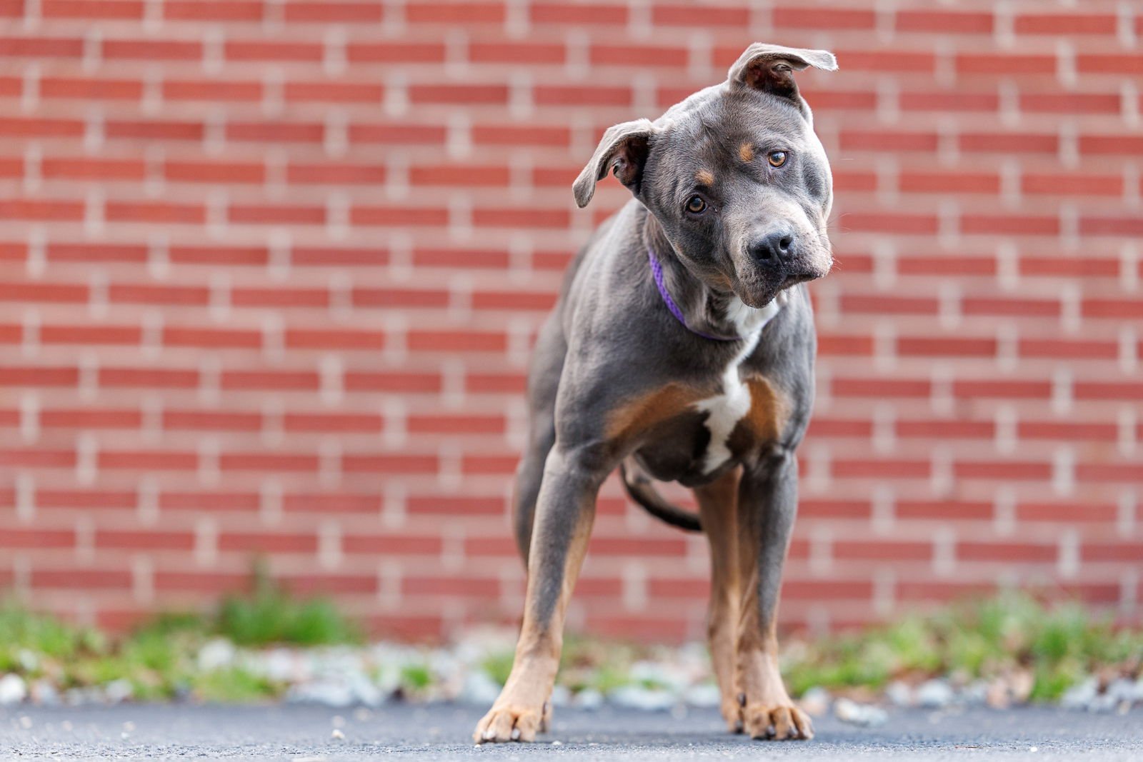 MOE - Unknown available for adoption