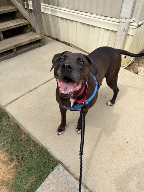 PIGGLY WIGGLY - Unknown available for adoption