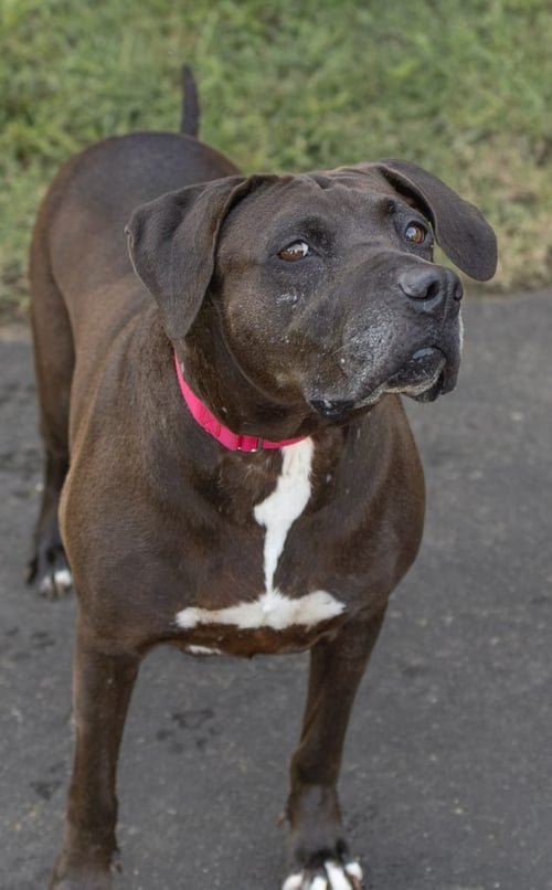 PIGGLY WIGGLY - Unknown available for adoption
