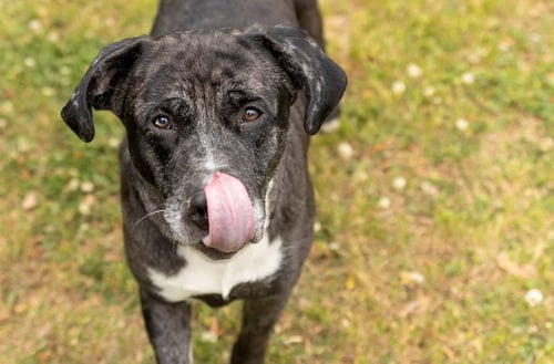 SASUKE - Unknown for adoption in Durham