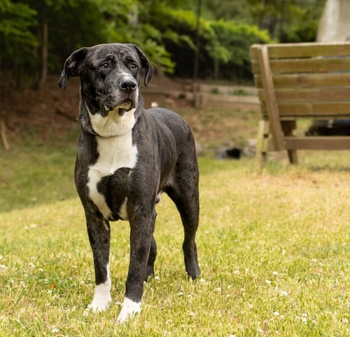 SASUKE - Unknown available for adoption