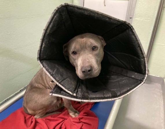 MADONNA - Unknown available for adoption