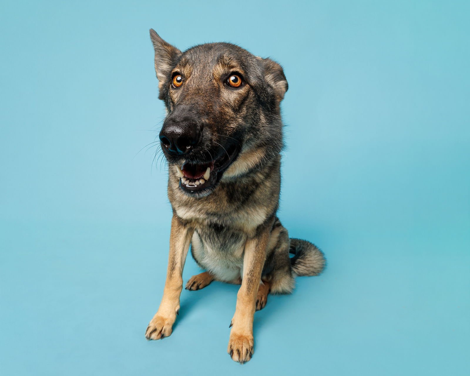 VIOLET - Unknown available for adoption