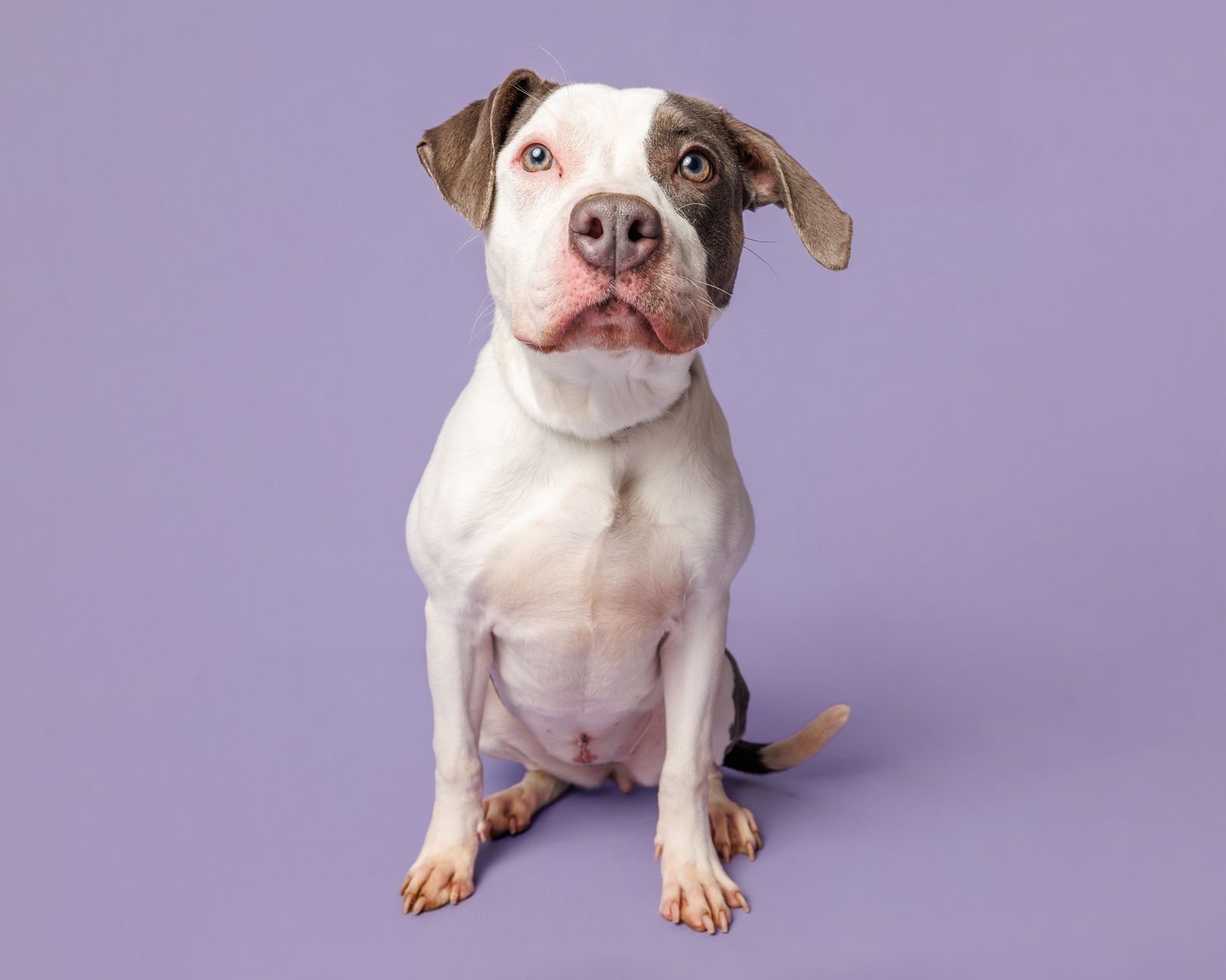 PEEP - Unknown available for adoption