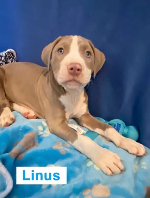 LINUS - American Pit Bull Terrier for adoption in Flint