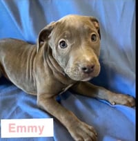 Emmy - Photo 3