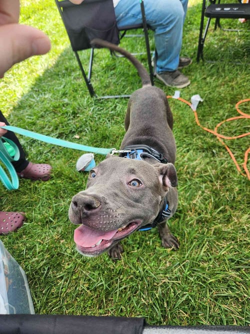 EMMY - American Pit Bull Terrier for adoption in Flint