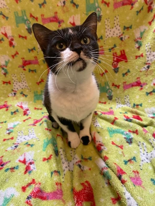 ALICE - Tuxedo available for adoption