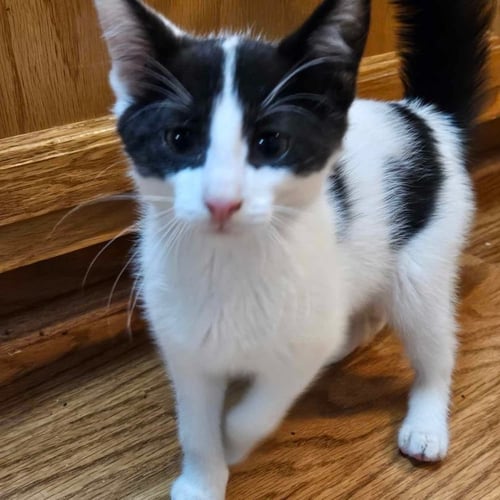 A TOOTYTA - Domestic Short Hair available for adoption