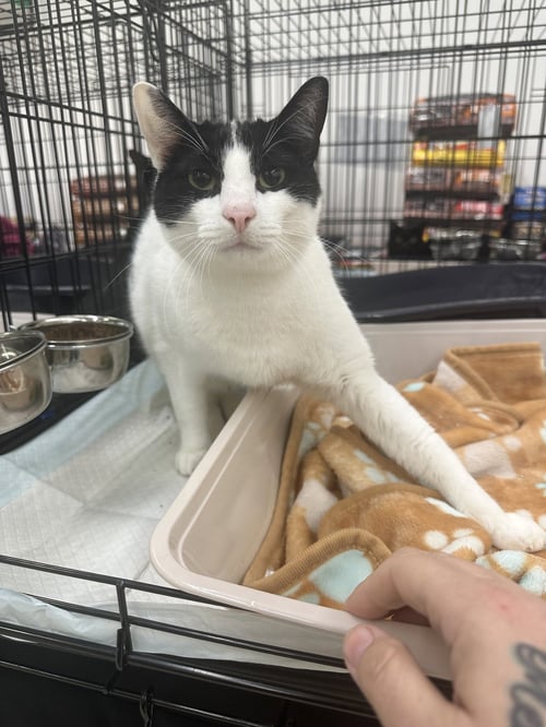 A TOOTYTA - Domestic Short Hair for adoption in Flint