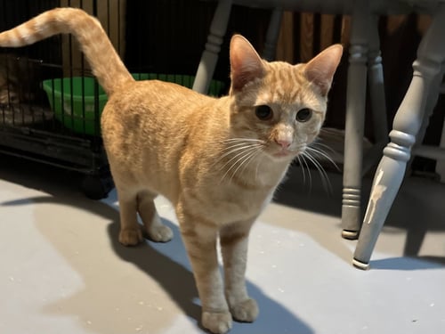 MUENSTER - Domestic Short Hair for adoption in Flint
