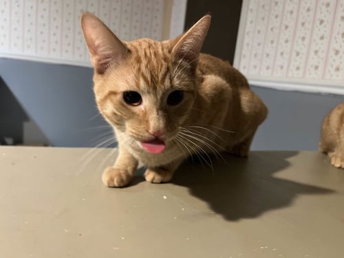 MUENSTER - Domestic Short Hair available for adoption