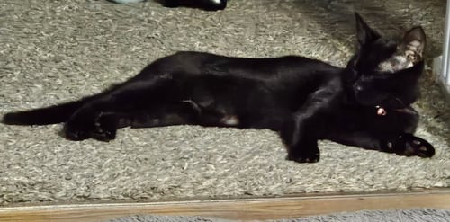 MALEFICIENT - Domestic Short Hair available for adoption