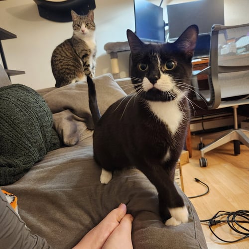 MOOSTASH - Domestic Short Hair for adoption in Flint